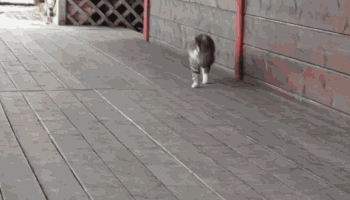 8caec51e537e64fec7a4da3bf4ef46ff.gif