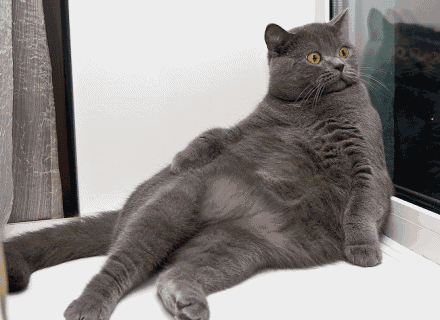 15c5cf9af71bf35d0884c21e34296020.gif