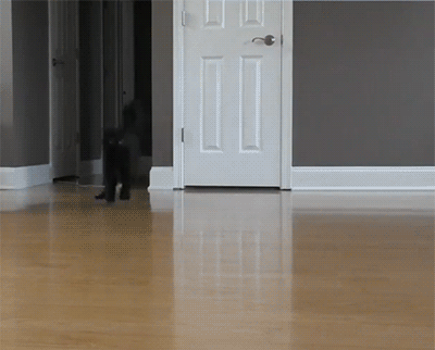 51ac7bd5a51b6e7d4c998323fe5281e8.gif