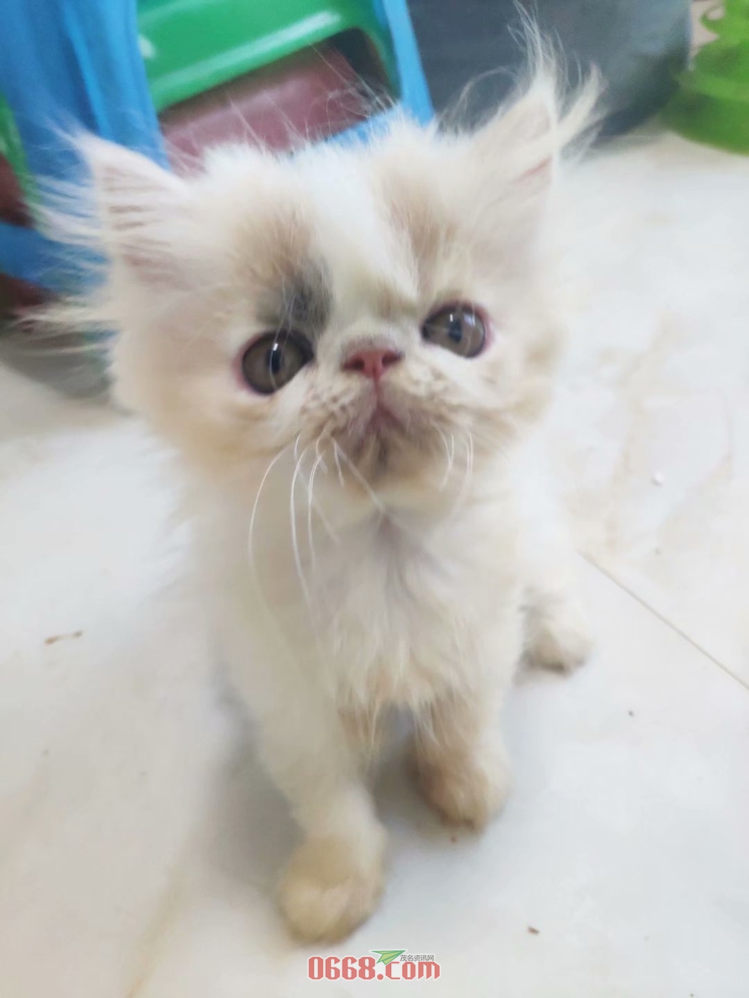 浅三花长毛妹妹