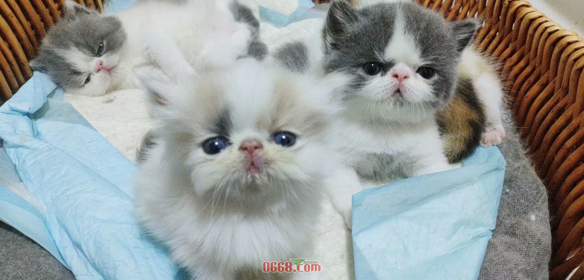 蓝白弟弟2和浅三花